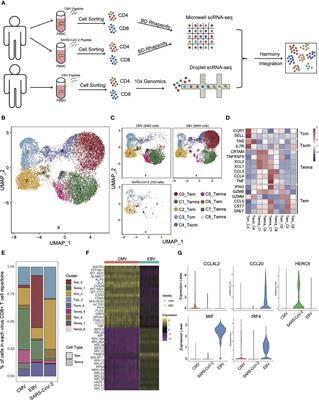 Virus infection pattern imprinted and diversified the differentiation of T-cell memory in transcription and function